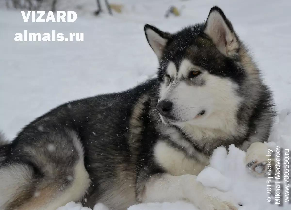 Vizard / Визард