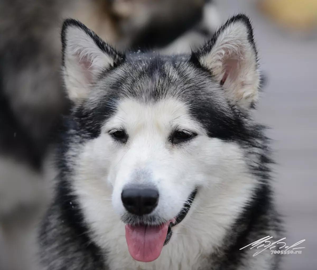 VELHA SEVERNOE SIYANIE / Велха Северное Сияние, Владелец: Михаил Медведев