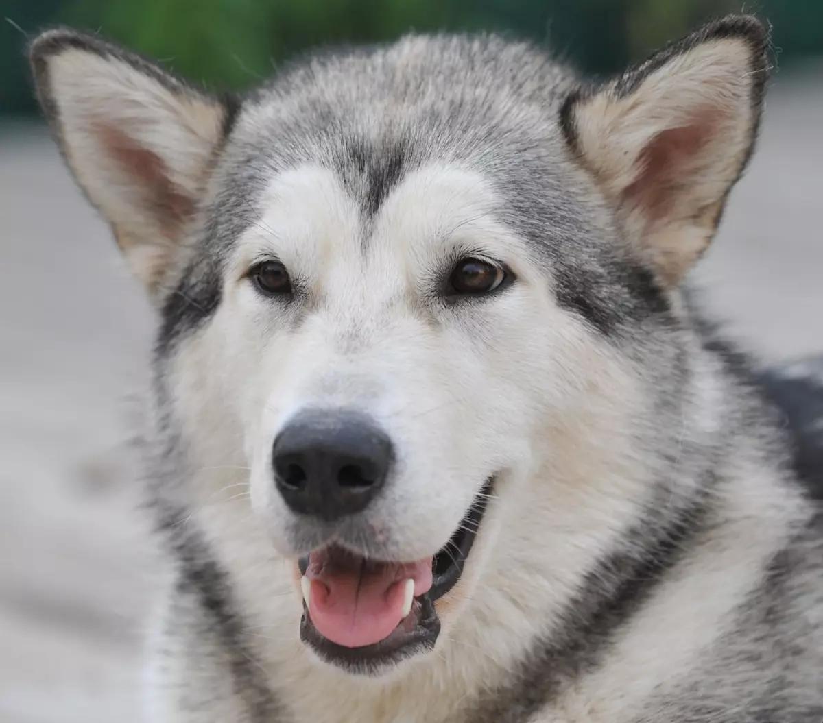 Bairak Azskas Yunona (Байрак Азскас Юнона)