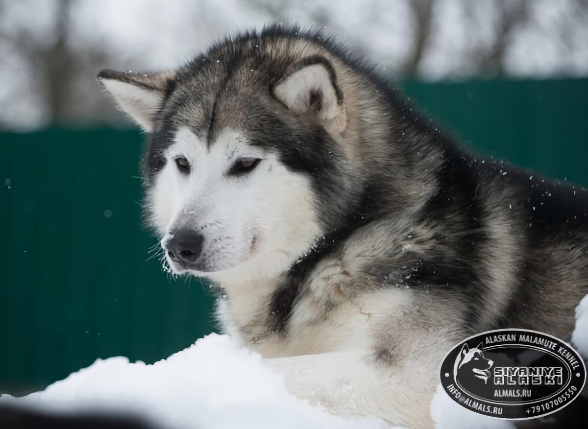 SIYANIYE ALASKI ARCTIC WOLF / Сияние Аляски Арктик Вольф,