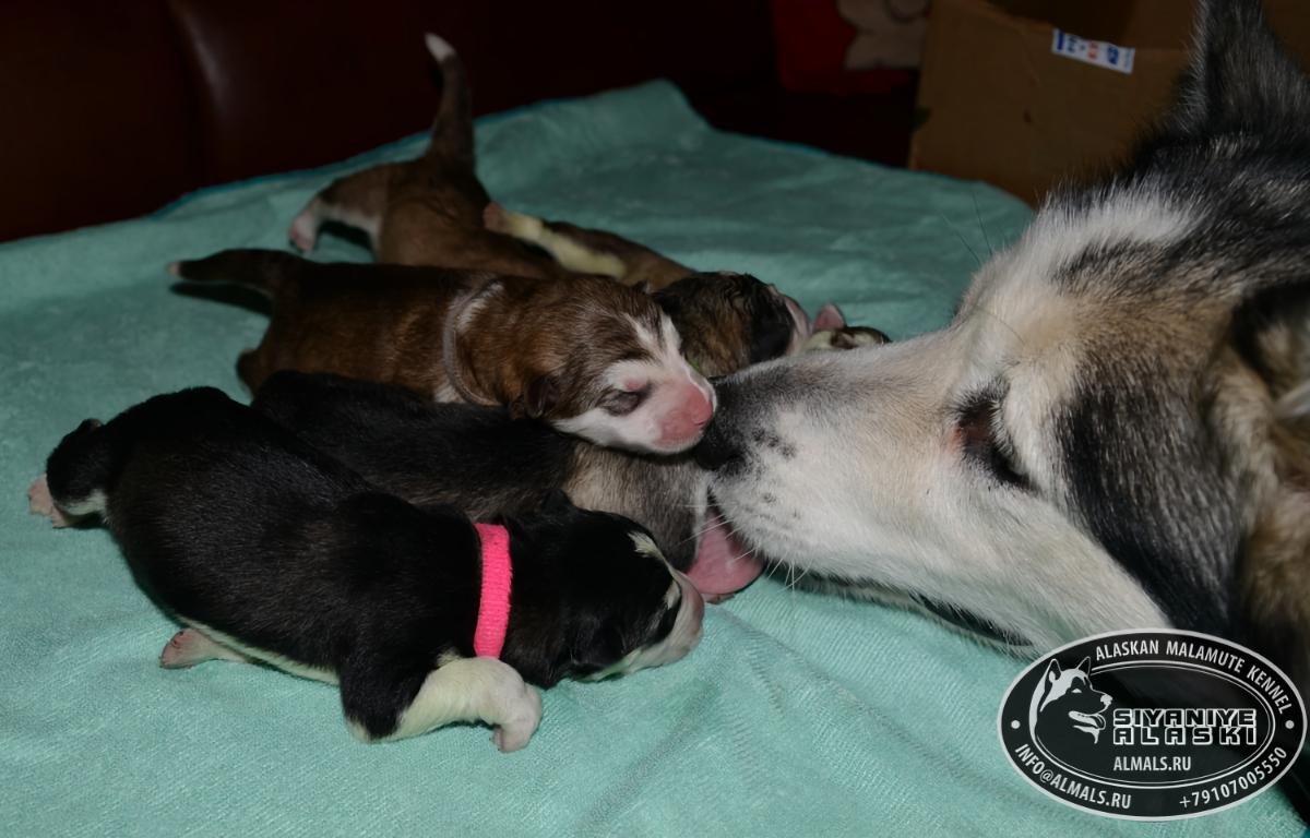 у нас есть щенки!!! редкий окрас!