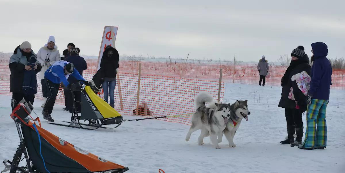 Гонки на собаках 8-9 февраля 2014 «Большой Тур «Куликово Поле- 2014»